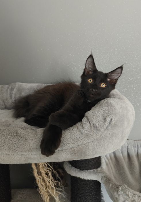 Kocurek Maine Coon gotowy na zmianę domku