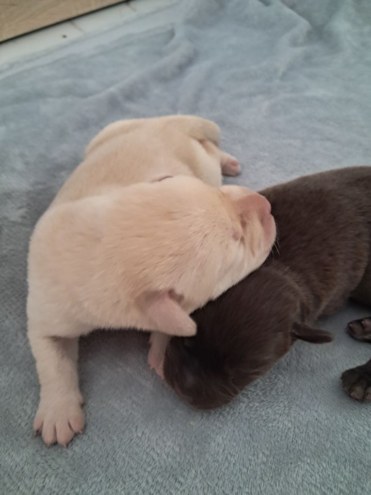 Labrador retriever