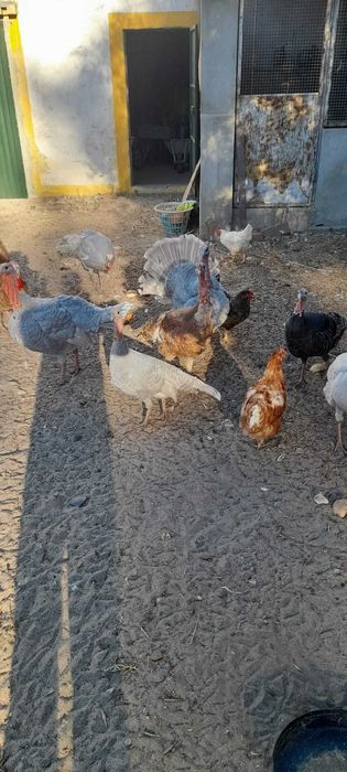 Galinhas de Angola/Fracas para venda