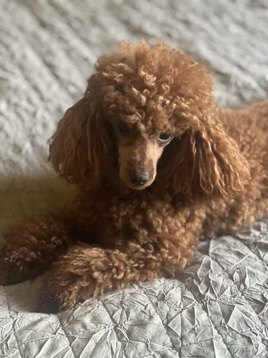 aktualne! piesek red cavapoo f1 cavalier x pudel mini 8tyg do  odbioru