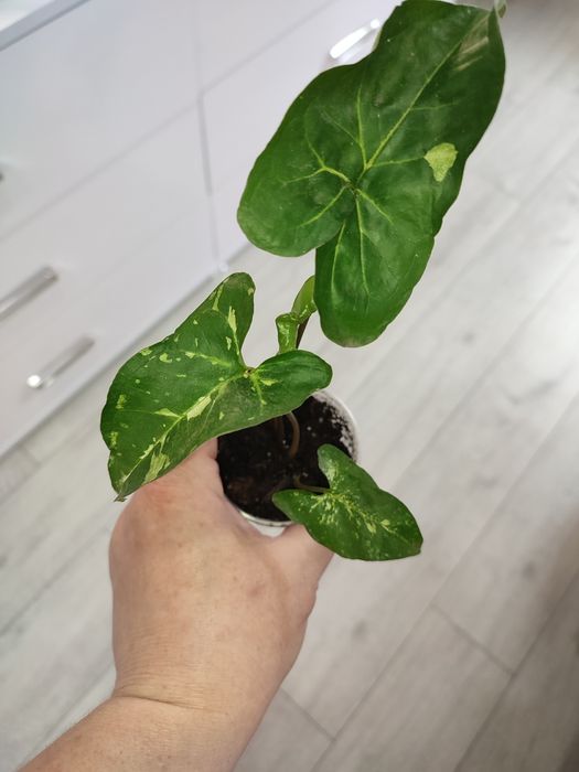 Сингониум Панда, сінгоніум Панда, Syngonium Panda