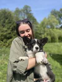 Welsh Corgi Cardigan - Abbot, pręgowany chłopiec