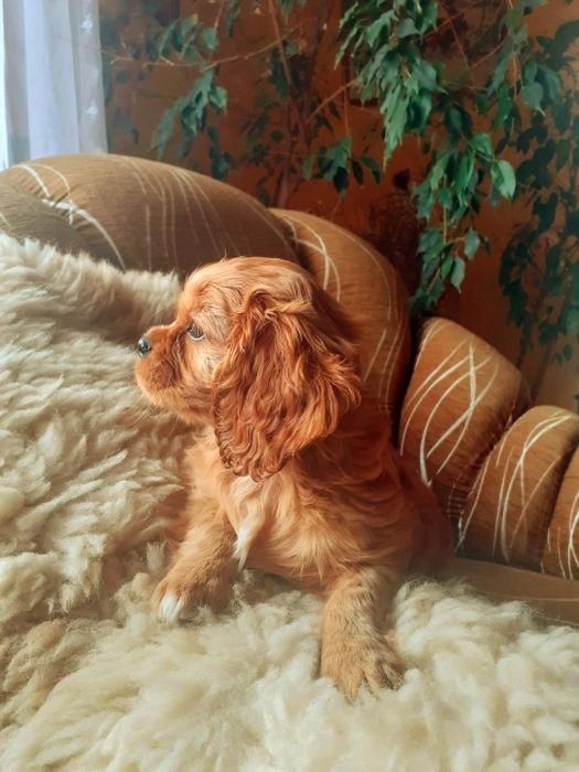 Kawalier King Charles Spaniel  Piesek