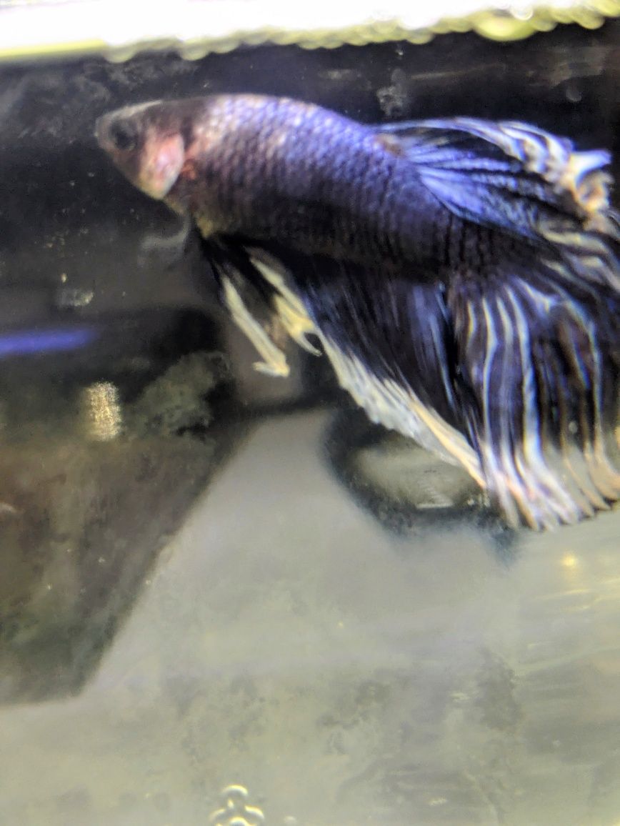 Macho betta veil tail