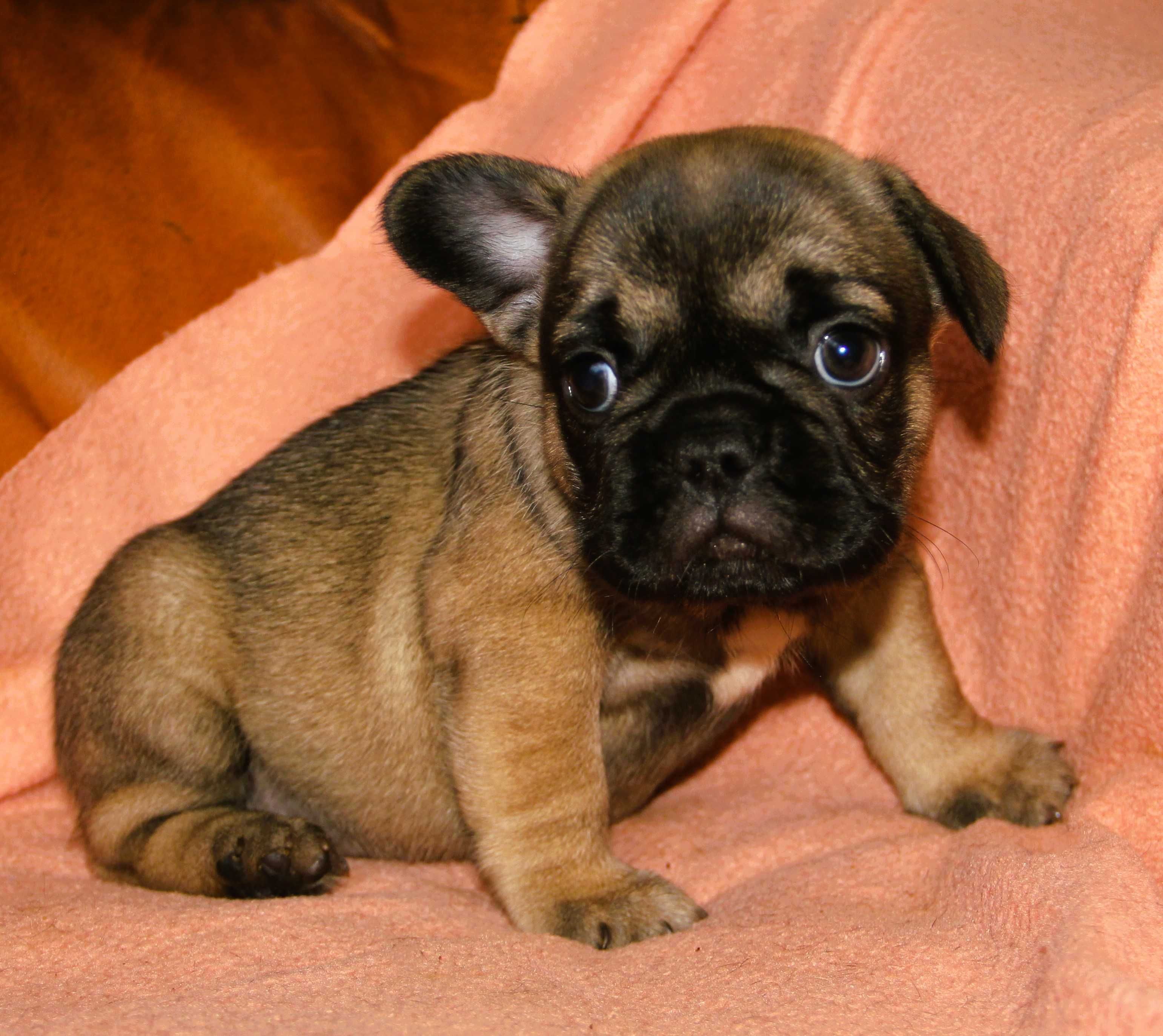 Buldog Francuski Fluffy  dziewczynka