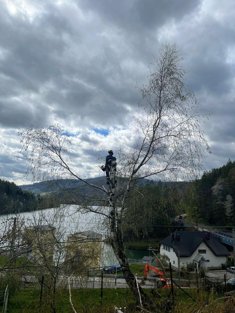 Wycinka Drzew metodą alpinistyczną oraz tradycyjną