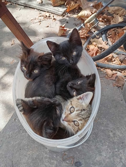 Кошеня в добрі руки