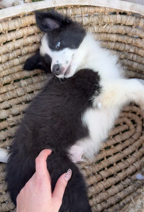Szczeniak Border Collie piesek