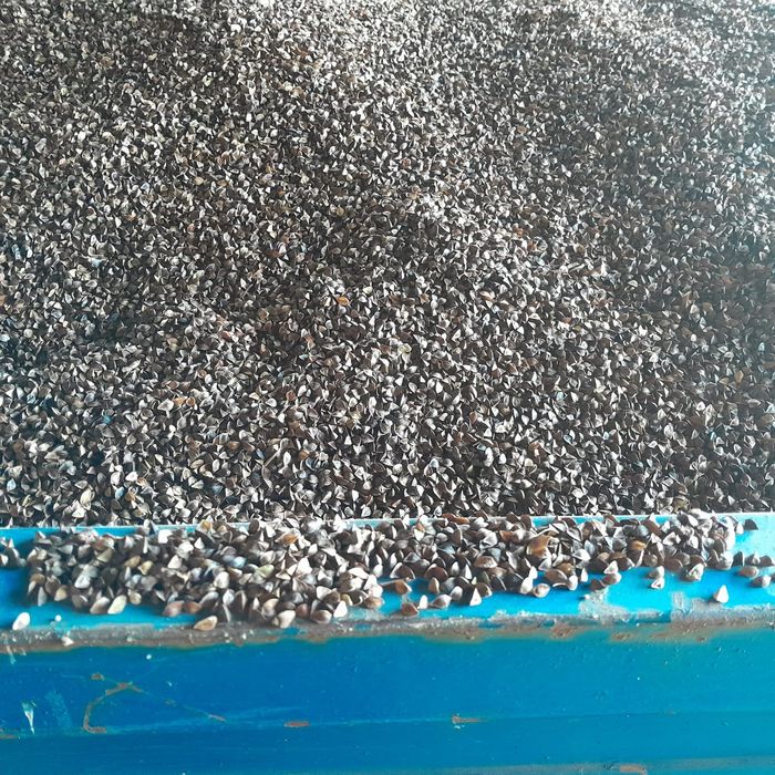 Gryka Panda nasiona.