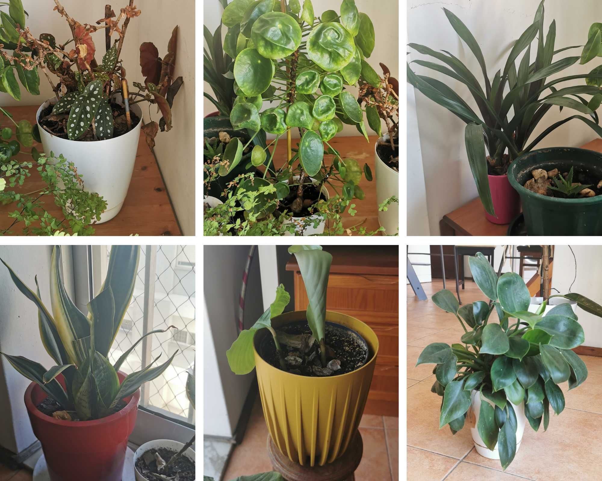 Várias plantas de interior e exterior