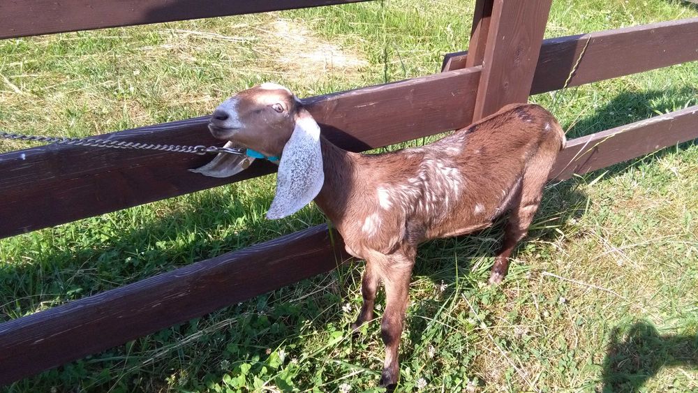 kózki i koziołki anglonubijskie po rodowodowych rodzicach