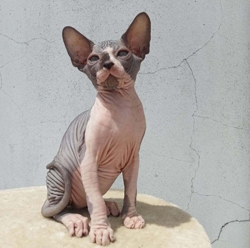 Sphynx linda femea