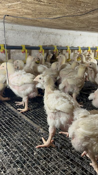 Інкубаційне яйце