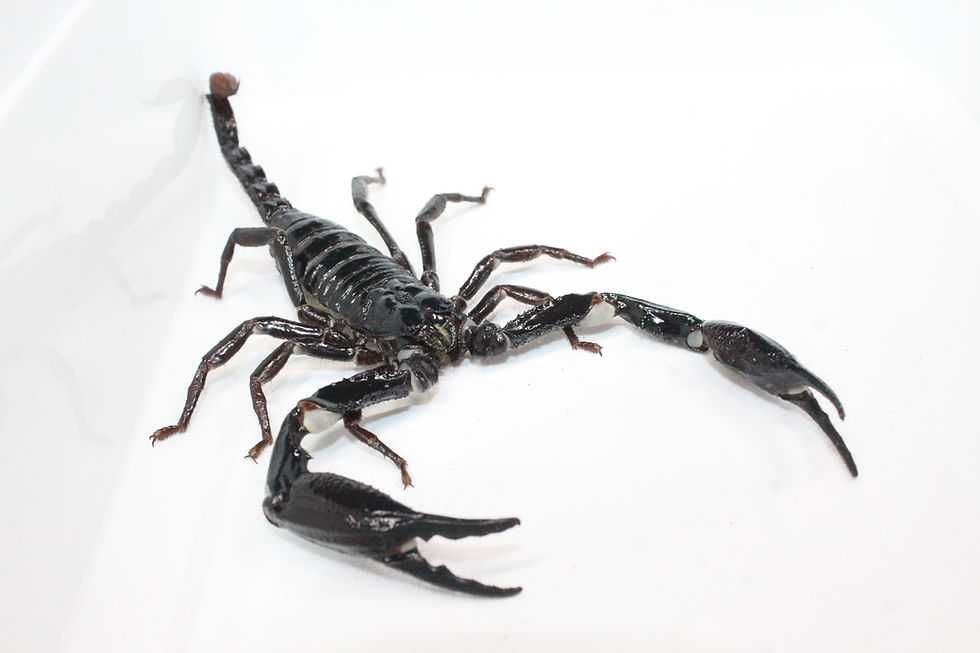 Skorpion Heterometrus longimanus rzadkość