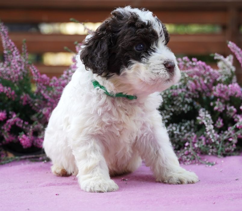 Lagotto Romagnolo-piękny  biało-brązowy piesek ZKwP/FCI