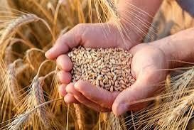 Продам озиму пшеницю