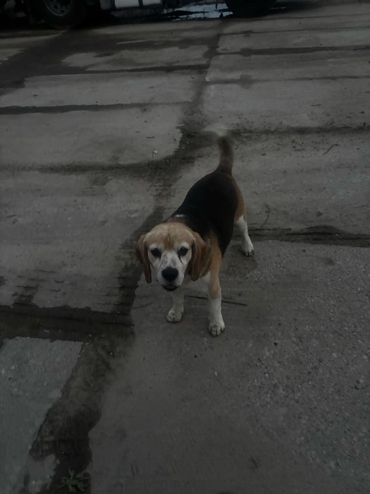 Oddam w dobre ręce Pies Beagle