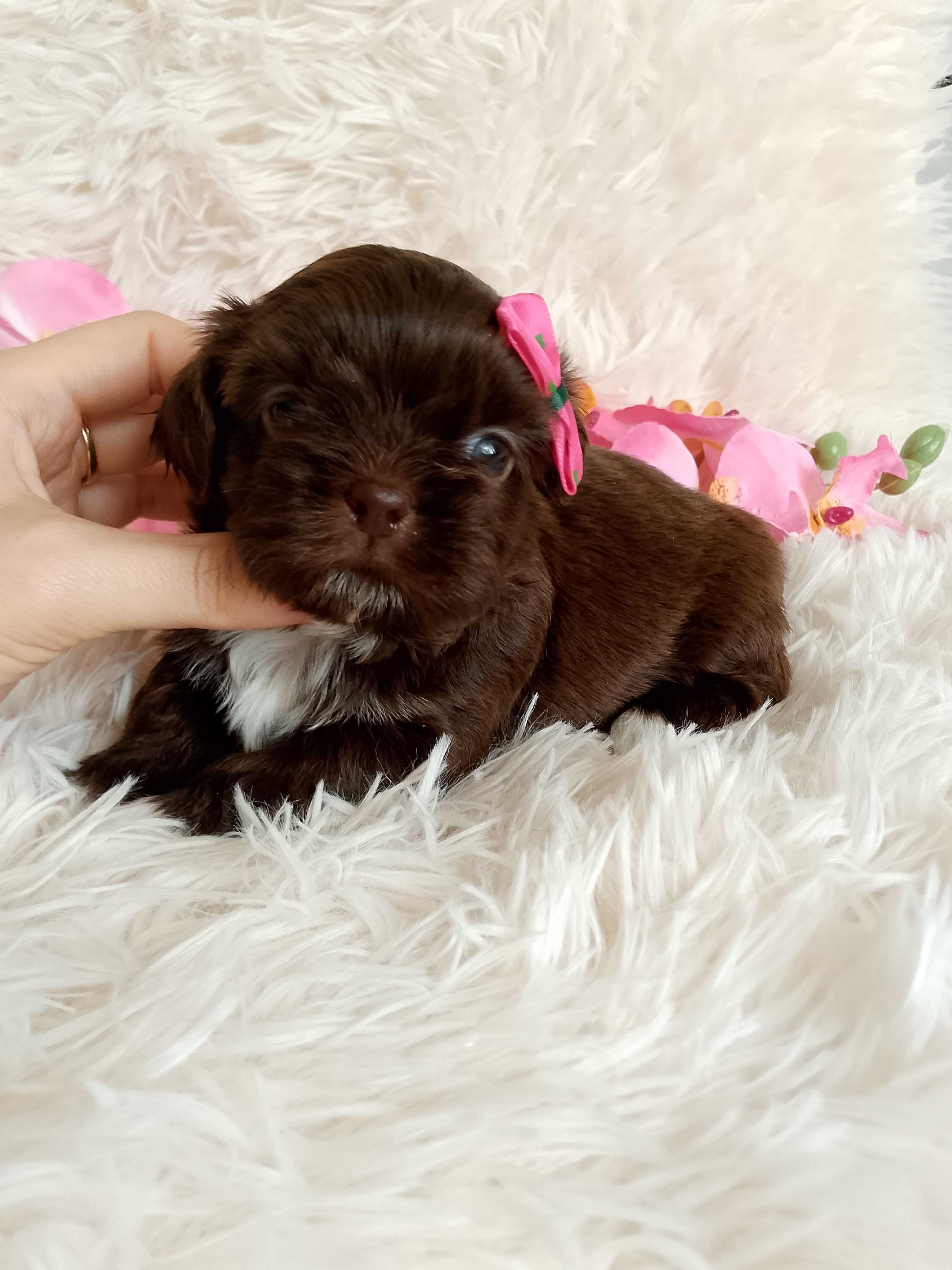 Czekoladowa suczka rasy Shih-Tzu
