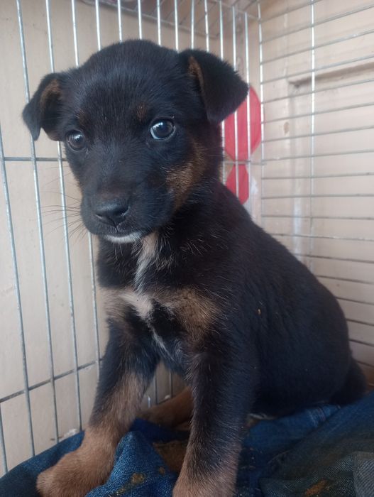 Щенок спасённый с мусорки+бесплатная стерилизация