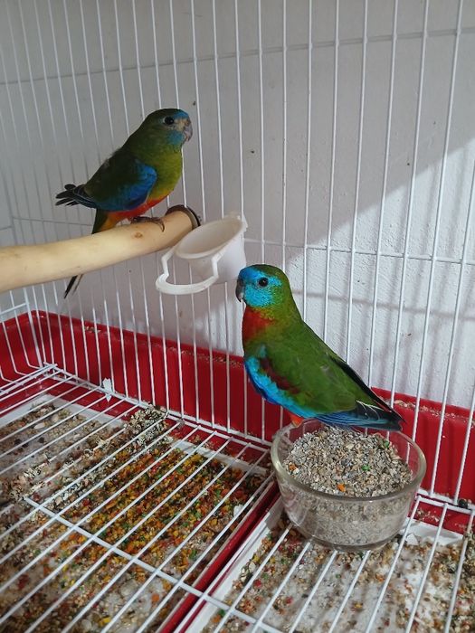 Neofemas turquiasines