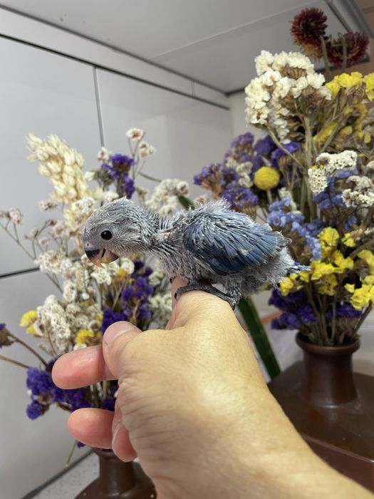 Agapornis azuis domesticados para acabar de criar à mão