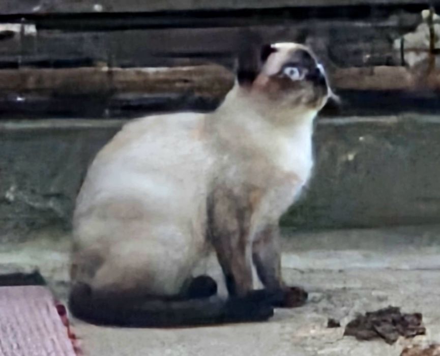 Gato Siamês - adopção responsavel