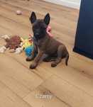 Owczarek belgijski malinois szczeniak piesekpiesek