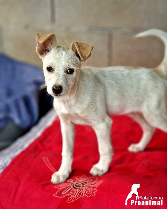 MARFIM - Cãozinho Bebe para Adoção