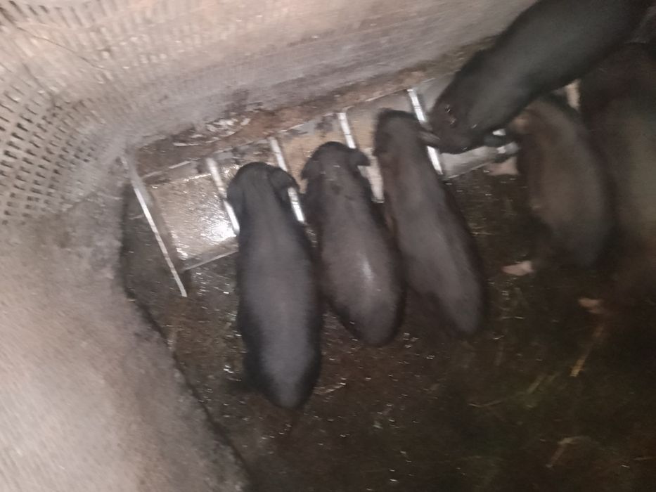 Продам в'єтнамські поросята