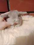Mini lop, królik miniaturka, króliczek baranek, karzełek