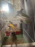 Varias aves para nova casa