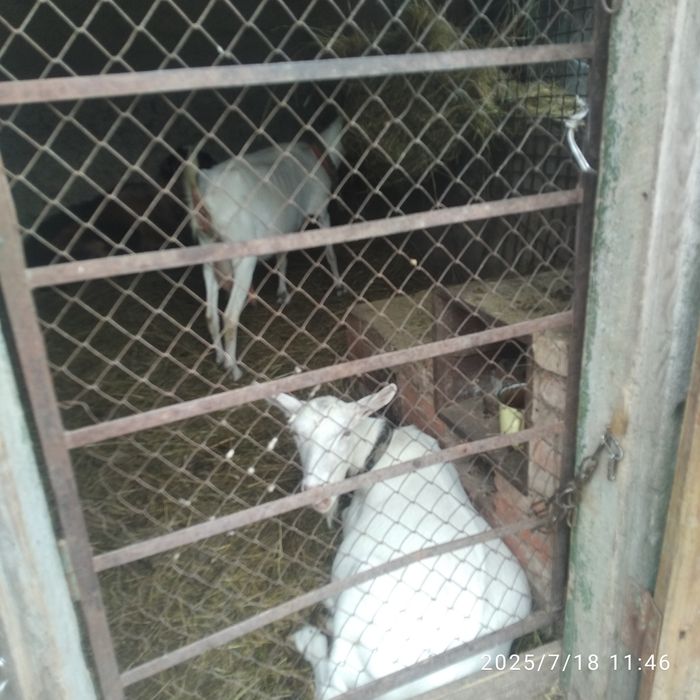 Козочек разного возраста