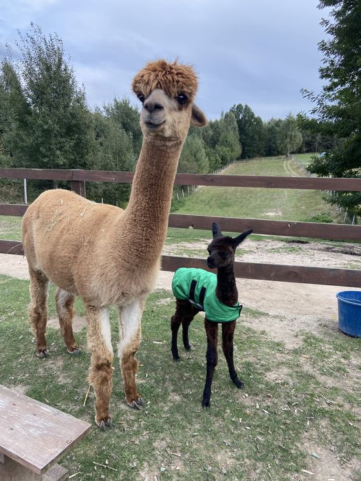 Alpaka, alpaki  samica sprzedam