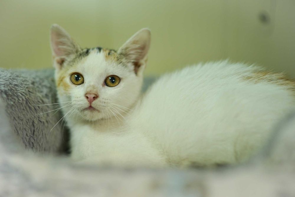 Blanka - pełna uroku i radości kotka