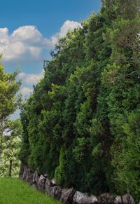 Ściana zielona 12m duże, wysokie drzewa, zasłonić sąsiada