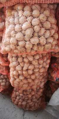 Ziemniaki Bellarosa Vineta kaliber sadzeniaka możliwy transport