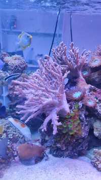 Koralowiec akwarium morskie sinularia
