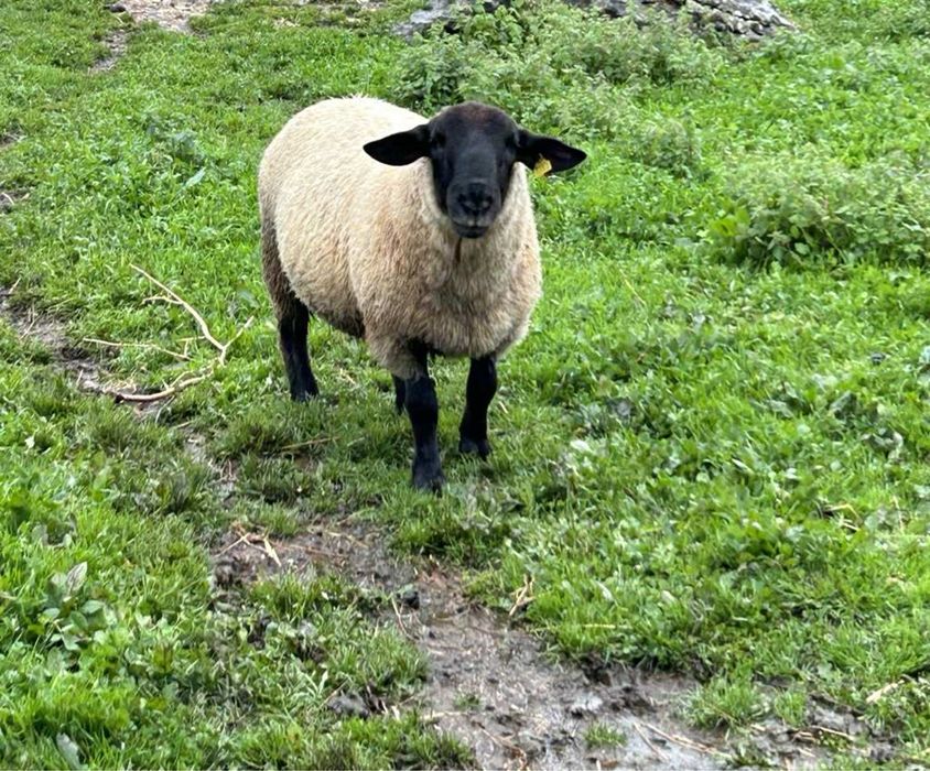 Disponivel Macho Suffolk 4 anos