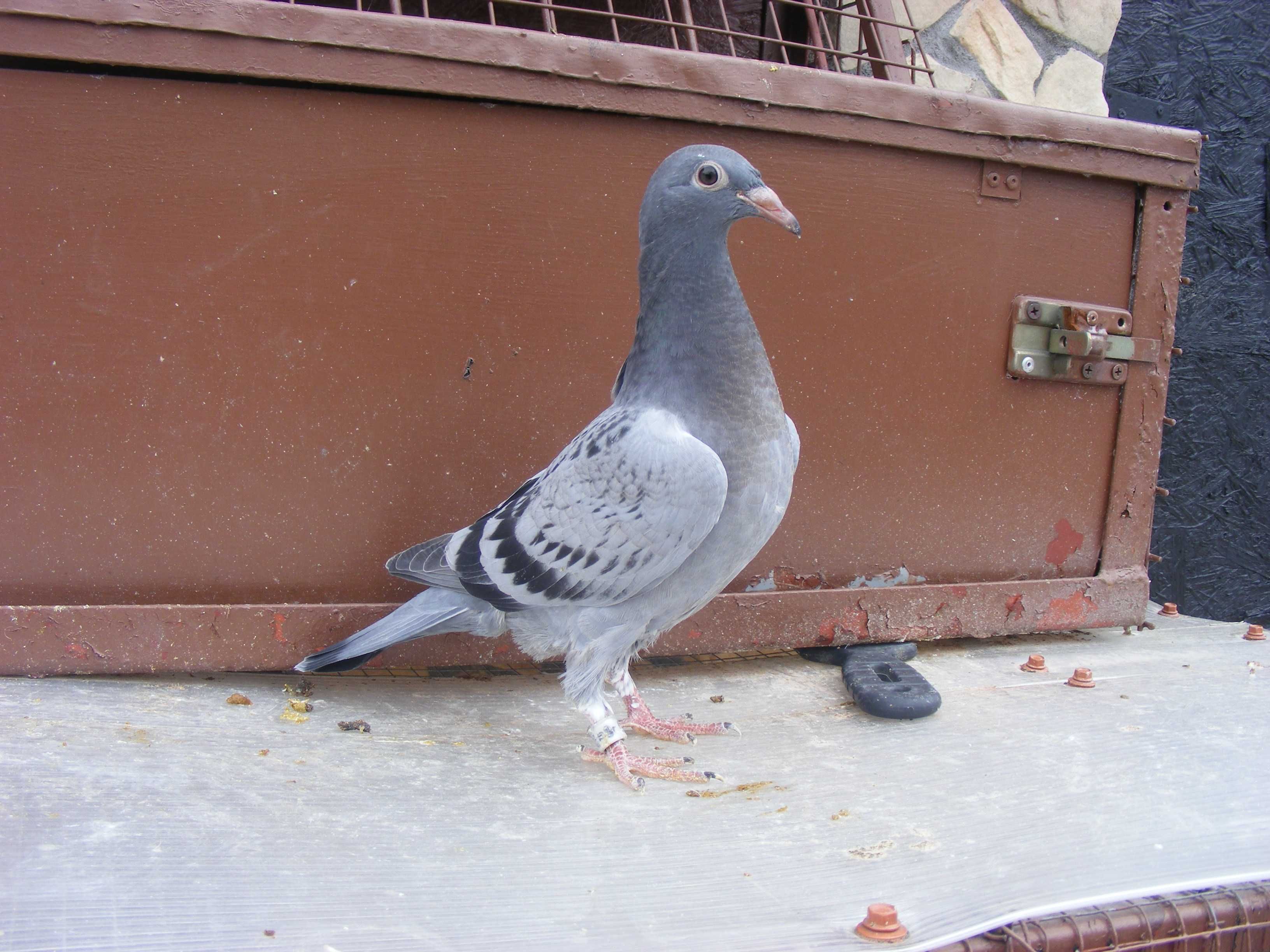 golebie pocztowe