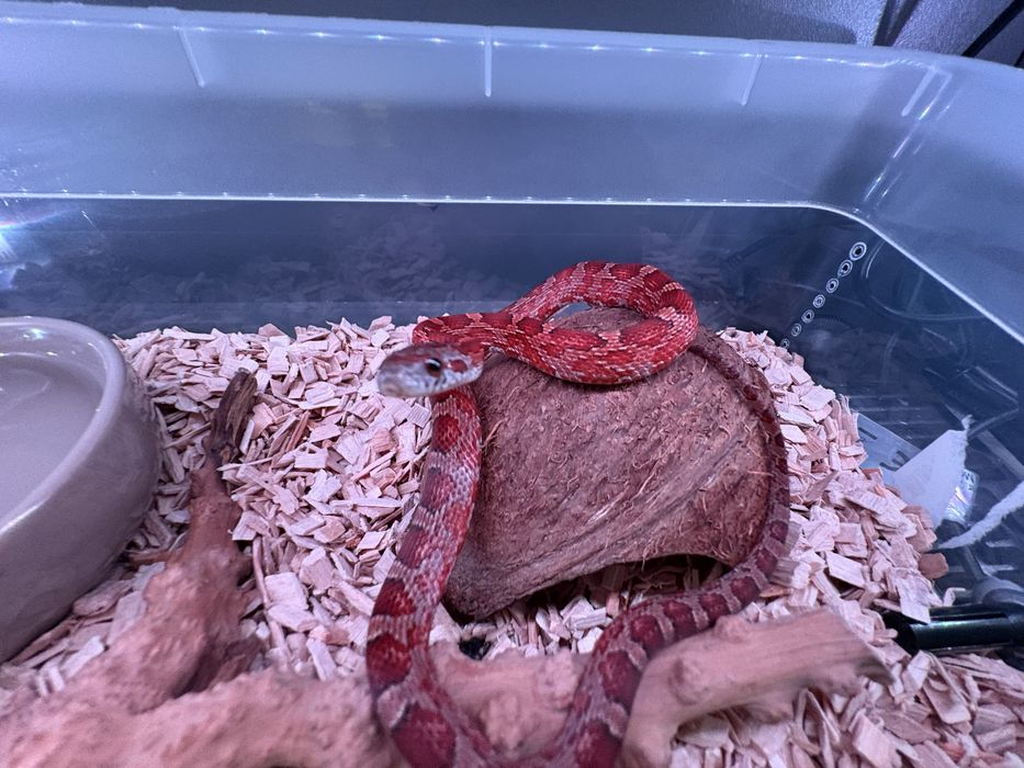 Waż zbożowy diffused motley het anery het amel