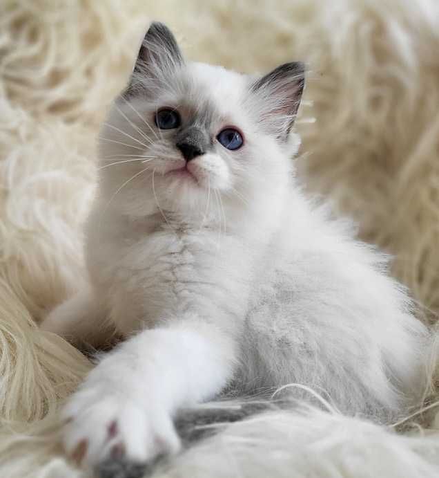 Ragdoll  z rodowodem - odbiór koniec sierpnia:)