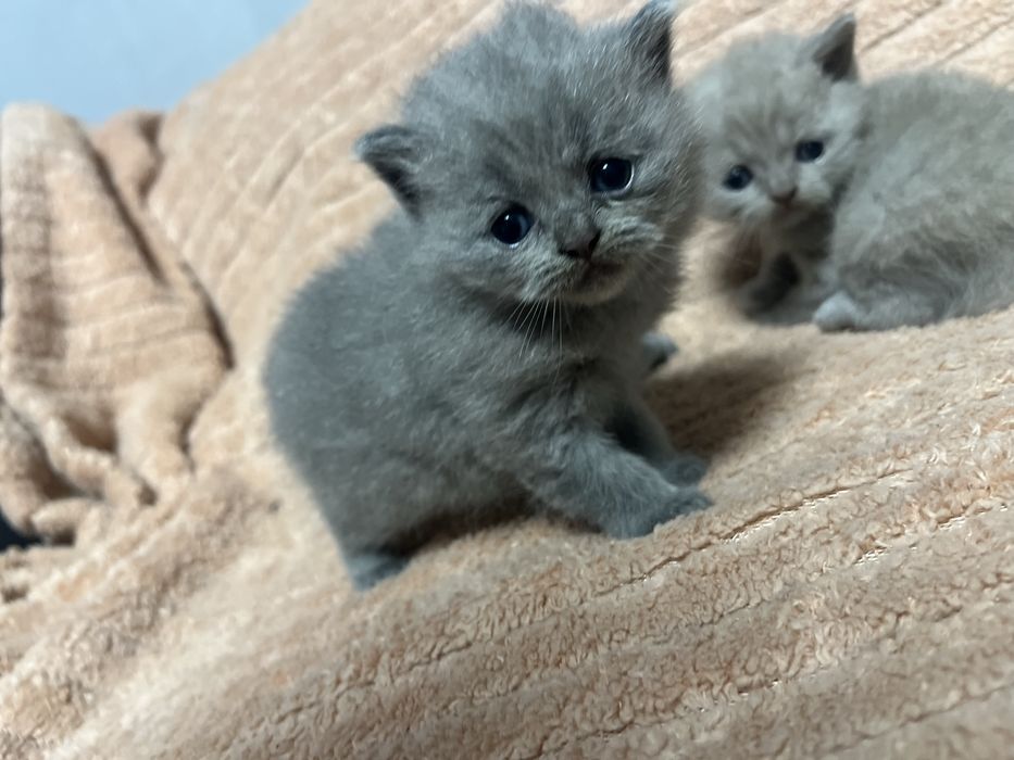 Koty brytyjskie krotkowlose