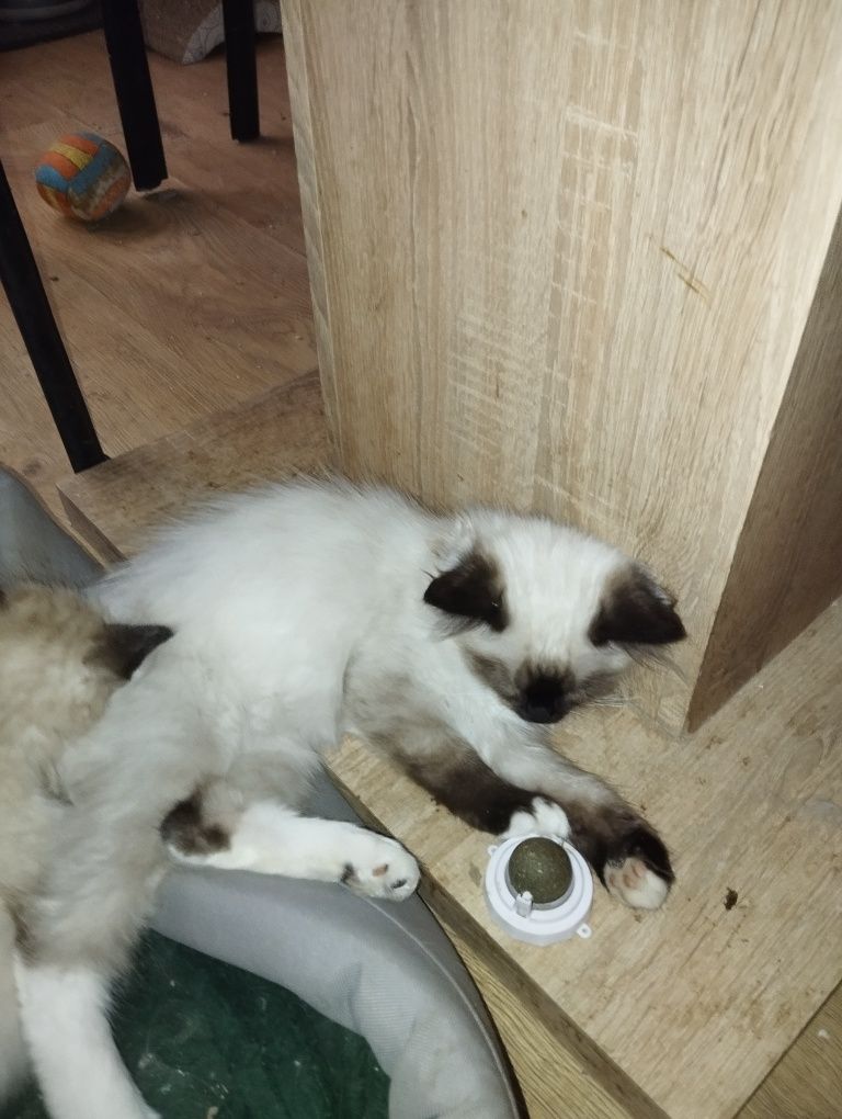 Sprzedam kocurka rasy Ragdoll