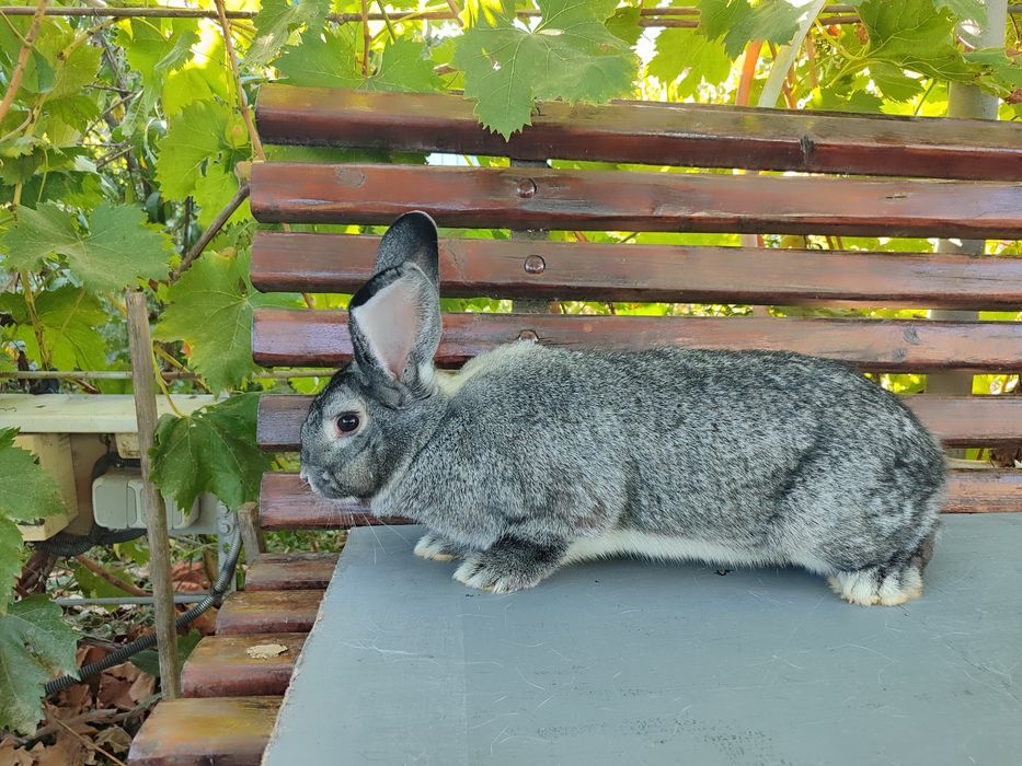 Кролики Гросс шиншила