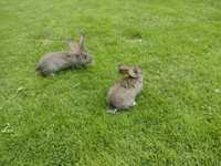 Belgi króliki mlode