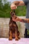 Doberman, szczeniak, samiec 3,5miesiąca