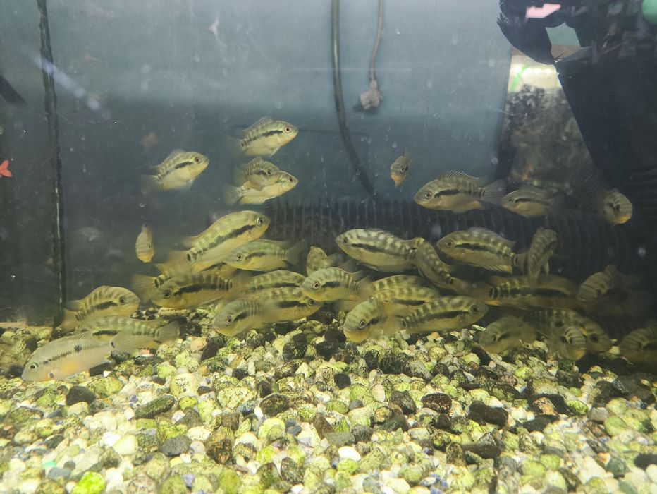 Pielęgnica miodowa