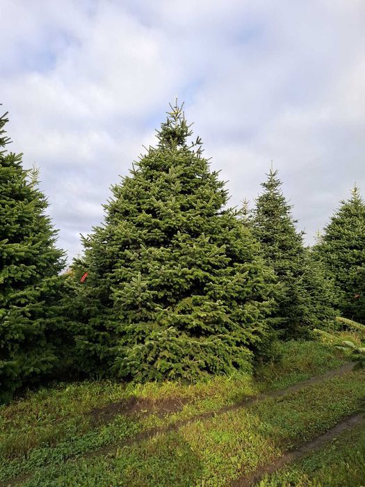 Jodła Kaukaska Cięta 400-500 cm lub w donicy 100-180 cm/ TuChoinki.pl