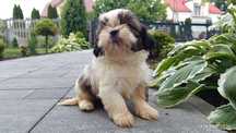 Szczeniak suczka  shih tzu