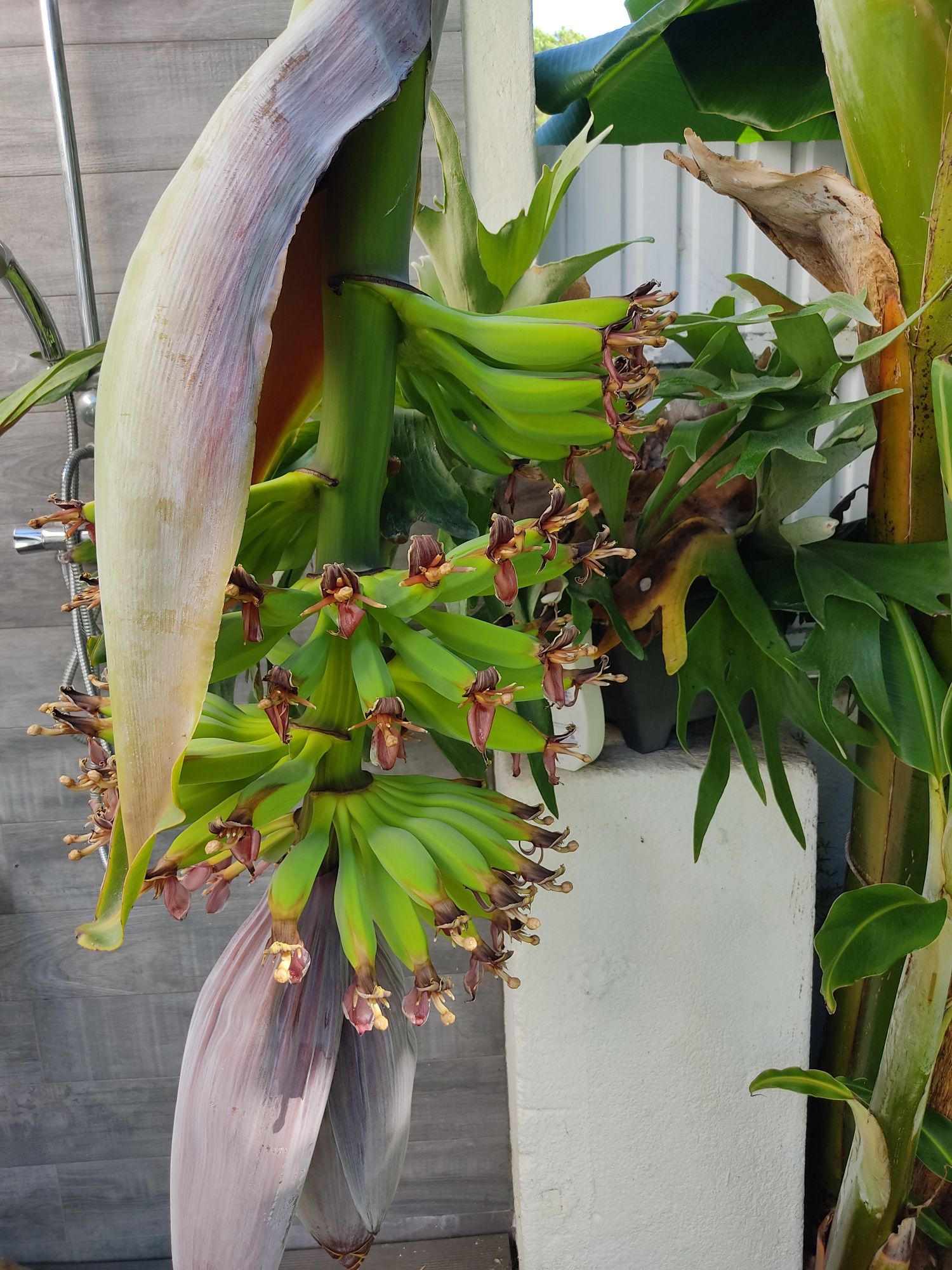 Bananeiras jardim